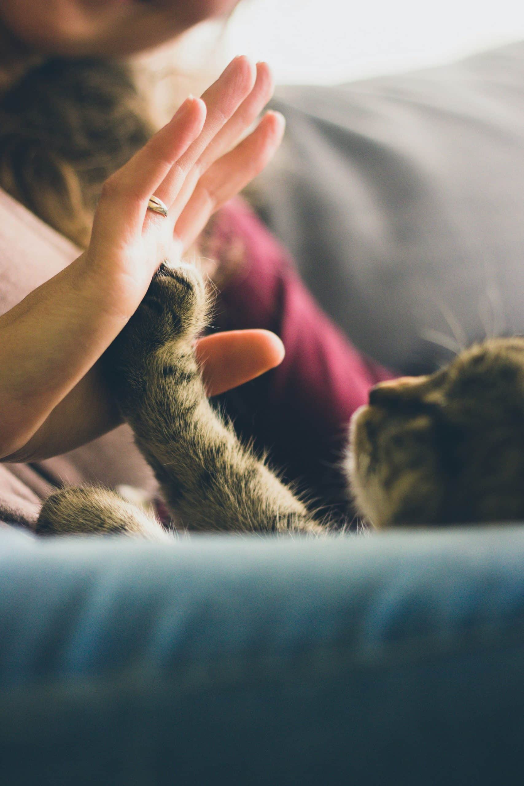 Hand sharing a gentle high five with a cat's paw, caring pet care services
